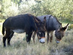 2 ezelinnen bij Ecolodge Refugio Marnes